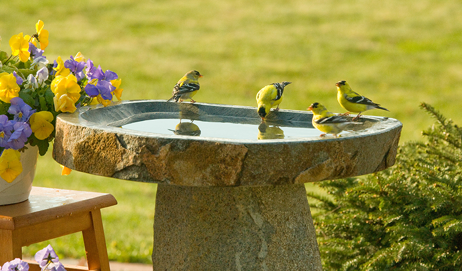 Four yellow birds setting on the edge of a bird bath at the Backyard Nature Center