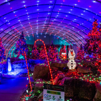 A greenhouse interior at Botanica decorated for Christmas and covered in colorful lights.