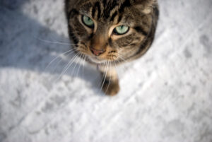 pet cat standing on snow and looking upward towards camera