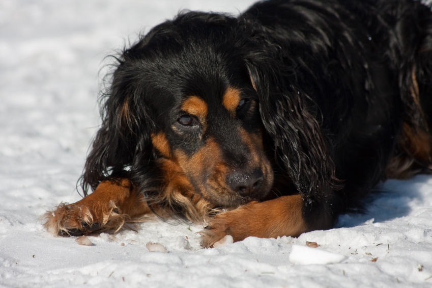 pet dog laying in snow licking it's paw