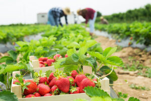 Two people planting strawberries in the background with boxes of bright red strawberries in the foreground